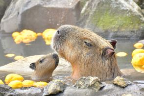 伊豆シャボテン動物公園、今年の「元祖カピバラの露天風呂」は11月1日から