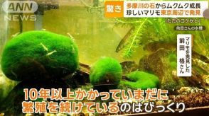 珍しい「マリモ」東京周辺で続々発見　多摩川の石からムクムク成長