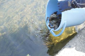 モクズガニ放流　10キロ約100匹　「カニ団子にして味わって」／岡山・津山市