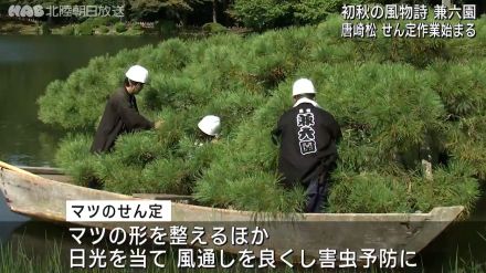 兼六園　初秋の風物詩「唐崎松」の剪定始まる