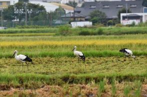 埼玉・川越に珍客　コウノトリ3羽が飛来　「良い縁起もたらして」