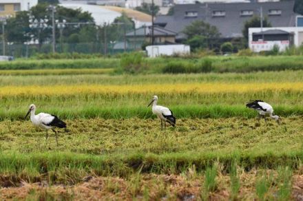 埼玉・川越に珍客　コウノトリ3羽が飛来　「良い縁起もたらして」