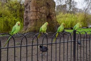 世界最高レベルの住宅街を舞う大量のインコ