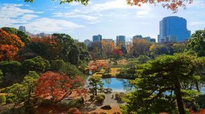 【紅葉の実頃はいつ？】都内ではイチョウは11月下旬、紅葉は12月初旬頃 : 無料～500円以下の23区内紅葉スポット