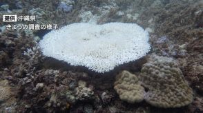 高水温のなか移植された辺野古・大浦湾のサンゴに白化の懸念 県が独自調査