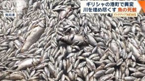 川や海を埋め尽くす魚の死骸…ギリシャの港町で異変　近隣の飲食店は壊滅的な被害