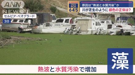 川が芝生のように…緑色の正体は？　原因は“熱波と水質汚染”か　セルビア