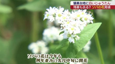 下郷町で猿楽台地のソバ畑が見頃に（福島）