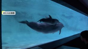 「カワイイ!」大行列の先はバンドウイルカの赤ちゃん!北海道の水族館に福岡からも客が