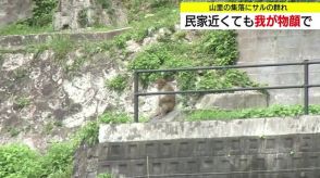 山里を我が物顔で…大田市温泉津町にサルの群れ　9月に入っても35℃以上の猛暑日に警戒（島根）