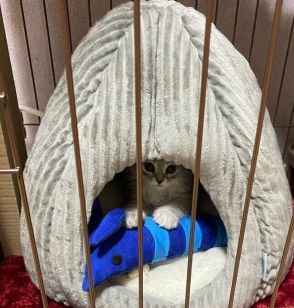 ペットハウスの中で「ちんまり」していた小さな子猫→1年半後、「ギュウギュウなサイズ感」に成長してびっくり！