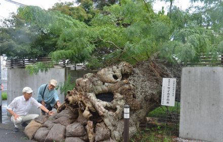 5年前の台風で倒れた樹齢1000年の巨木、新しい根が生え復活