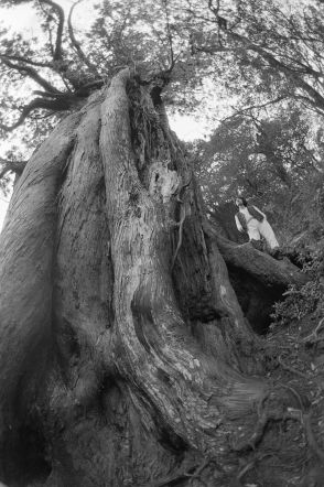 台風10号〝日本を守った〟樹齢3000年「屋久島・弥生杉」倒木に感謝の声殺到　世界遺産のシンボルとして親しまれる