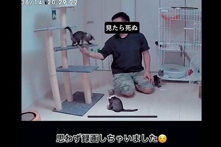 帰省中、ペットカメラを起動すると…夫の行動に「思わず録画」「指遣いがプロww」子猫との頼もしい姿に反響