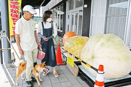 今年の優勝は何キロ？　8日にジャンボかぼちゃ県大会　鴨川（千葉県）