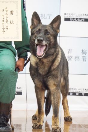 警備犬クセノ号、20年ぶりお手柄　山中で不明の高齢女性発見　警視庁