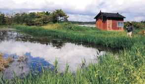 「田んぼが海になった」　田鶴浜・地盤沈下で海水逆流　塩で稲穂枯れ、農家落胆