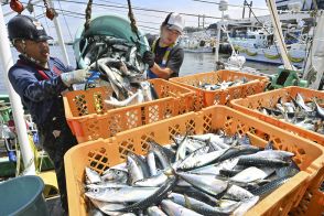 常磐もの次々、休漁明け沖合底引き網漁　福島・相双漁協、29トン水揚げ