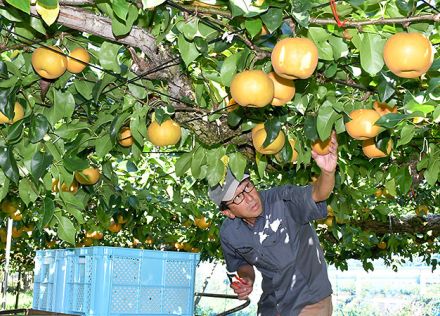 刈屋梨いつも通りの甘み　酒田、大雨に負けず収穫ピーク