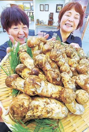 マツタケ入荷始まる　今年は質・量充実　長野県松本市四賀の松茸山荘