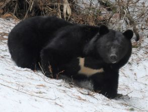 【速報】熊に襲われたと通報　女性2人負傷　長野県松川村