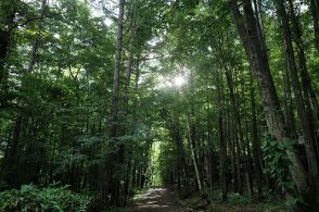 富良野の森に迷い込んで見つけた楽園　宇賀なつみがつづる旅(58)