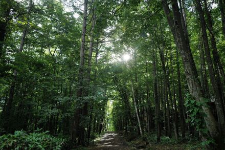 富良野の森に迷い込んで見つけた楽園　宇賀なつみがつづる旅(58)