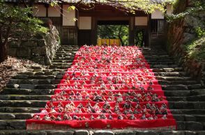 筑前の小京都・秋月で大人のひな祭り　重陽の節句「後の雛」