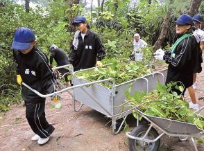 外来種から島を守ろう　面縄中がポトス駆除に汗　伊仙町喜念浜