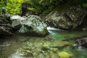 山に生息する “ガングロ”!「山岳渓流の黒いイワナ」【渓流釣り】