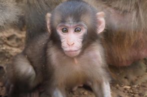 ぼくの名前をつけて　ヤクシマザル「ちひろ」の赤ちゃん　沖縄こどもの国　応募は16日まで