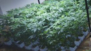 大麻草販売補助で会社員を逮捕　県内に流通か【愛媛】