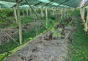 「猛暑ですっかり枯れてしまった」…韓国のニンジン農家、高温被害の続出で苦境