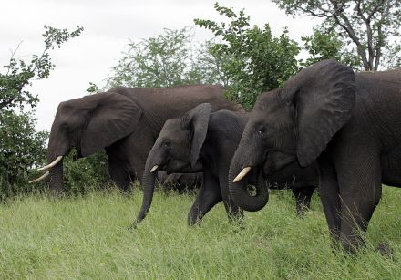 ゾウ6頭、南ア国立公園から脱走 戻す試みを住民が妨害