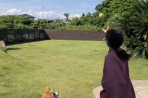 大谷翔平の愛犬“デコピン“に対抗？ バイオリン奏者と愛犬のキャッチボールが爆笑呼ぶ「でも可愛いさでは負けてません」