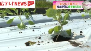 食べ物について考えるきっかけに　呉市が発祥とされるキャベツ「広甘藍」苗の植え付けを児童たちが体験　広島・呉市