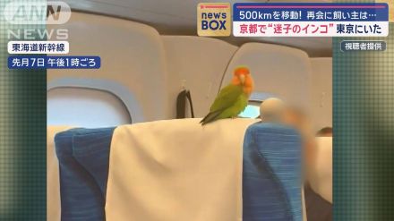 京都で“迷子のインコ”が東京にいた　500kmを移動！再会に飼い主は…