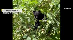 【なぜ】神奈川の霊園に巨大クマが出没「ここまで下りてきたのは初めて」食料不足が原因か…クマは山に