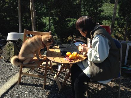 【母と愛犬】この世を旅立った家族たちとの何気ない日常が「理想の女子会」と注目集まる。「幸せな時間はこうやって残るんやね」