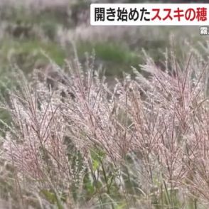 鹿児島にも秋の気配　えびの高原ではススキが見ごろ　西之表市は安納芋が収穫の最盛期　