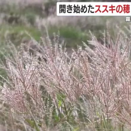 鹿児島にも秋の気配　えびの高原ではススキが見ごろ　西之表市は安納芋が収穫の最盛期　