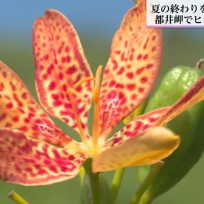 オレンジと緑の色がきれい…夏の終わりを告げるヒオウギの花　都井岬で見頃