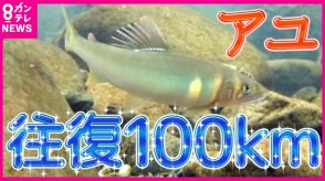 『大阪湾から鴨川へ　往復100キロの旅』　減少のアユ復活へ　遡上を手助けする「魚道」を設置