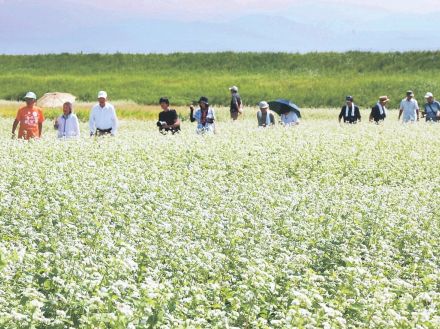 ソバの花、一面白く　富山の畑