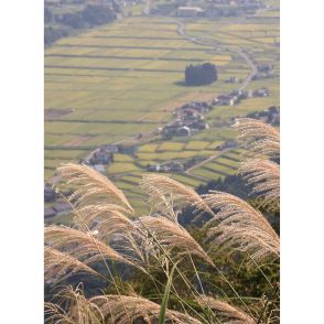 ススキさわさわ、秋の音　眼下の田んぼは黄金色へ、飯田市の高台からの眺め