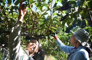 「幻の果実・サルナシ」　西日本一大産地で　収穫最盛期／岡山・新庄村