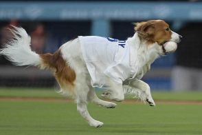 大谷翔平愛犬のとどまらない人気　“米大物”も魅了…なでなで＆クンクン「本当に興奮した」