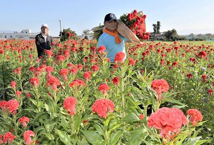 秋の彼岸を彩る赤　山形、ケイトウの収穫始まる