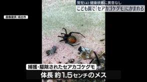 4歳男児が「セアカゴケグモ」にかまれる　健康状態に異常なし　香川・坂出市