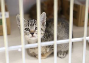 増える保護猫、例年の２倍… 新たな“家族”求む！新潟市動物愛護センターが飼い主募集